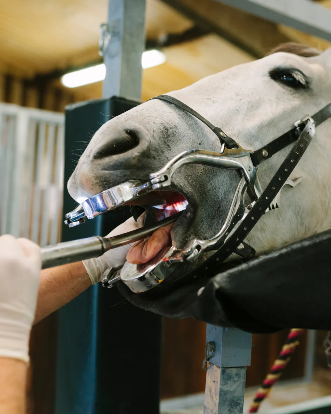 Equine dentists