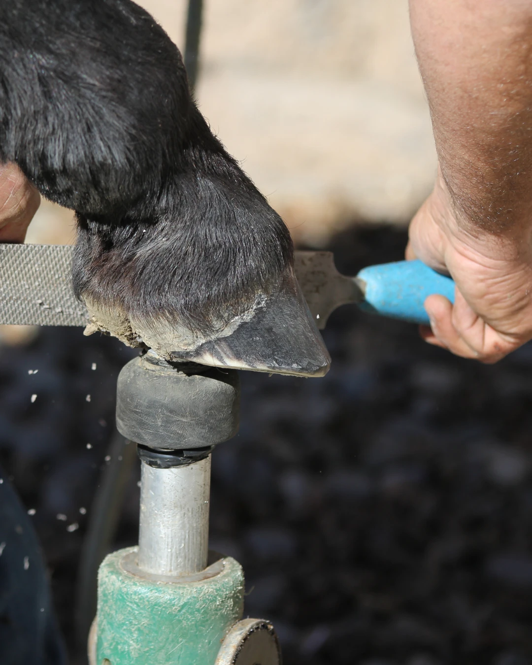 Farriers